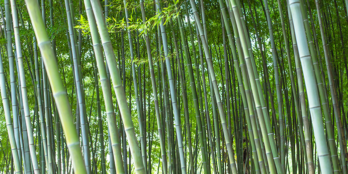 中国の竹産業が新たな旅を始める